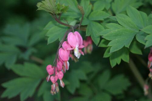 30 Organic Bleeding Heart Flower Seeds - Seed World