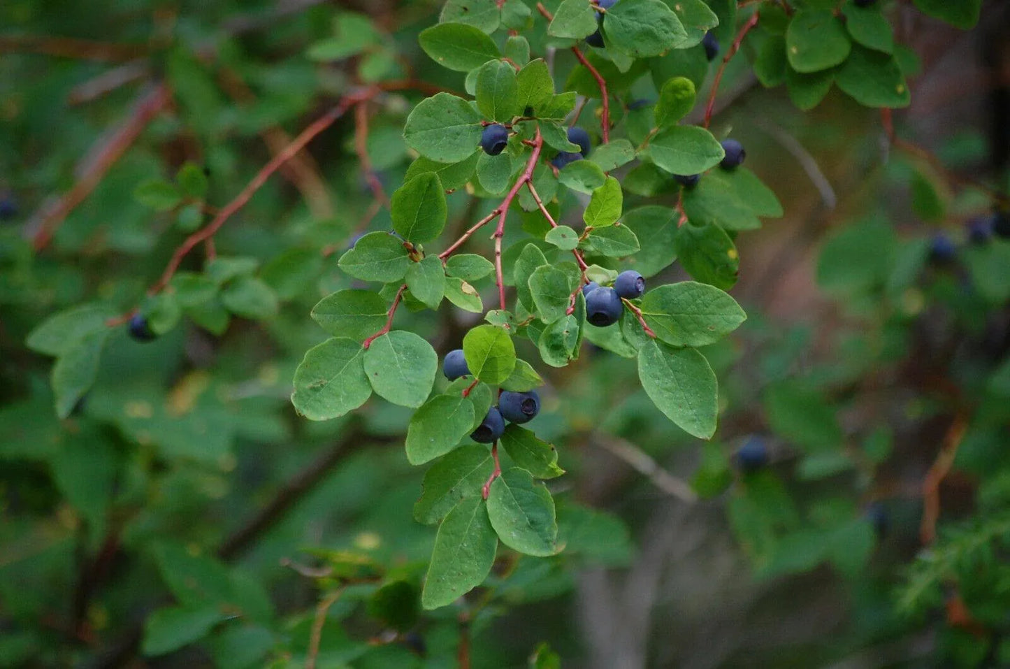 30 Oval Leaf Huckleberry | Vaccinium Ovalifolium Seeds - Seed World