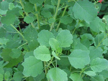 30 Papalo Herb Seeds - (Porophyllum Ruderale) Aromatic - Seed World