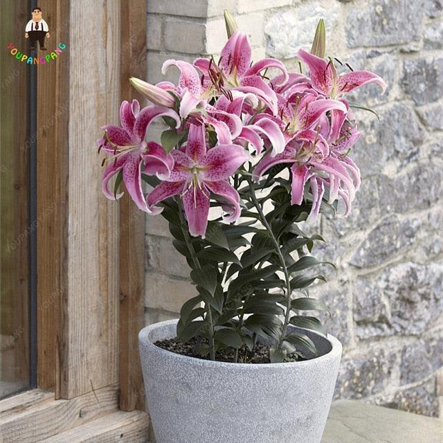 30 Pink Lily Flower Seeds - Seed World