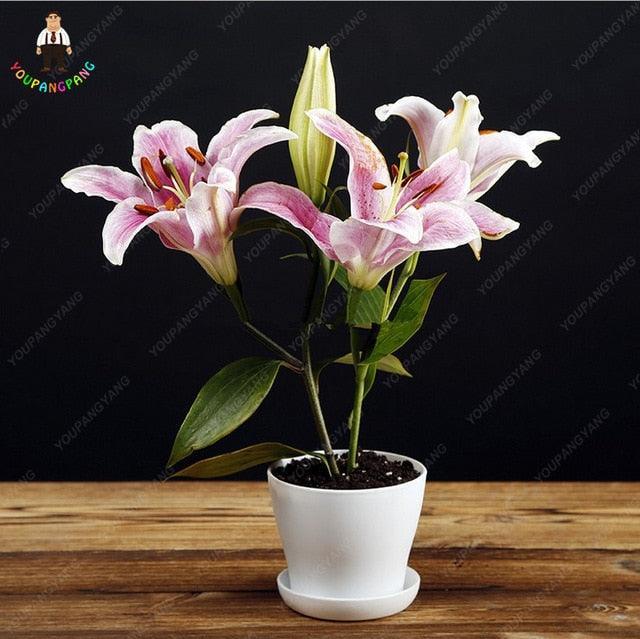 30 Pink Lily Flower Seeds - Seed World