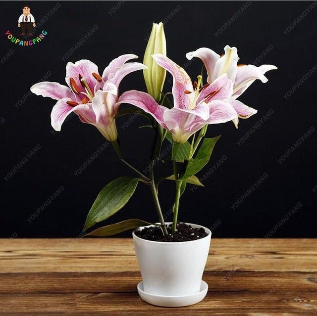 30 Pink Lily Flower Seeds - Seed World