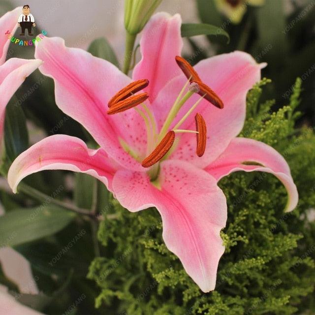 30 Pink Lily Flower Seeds - Seed World