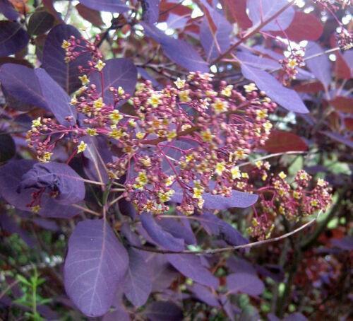 30 Purple Smoke Tree SeedS - Seed World