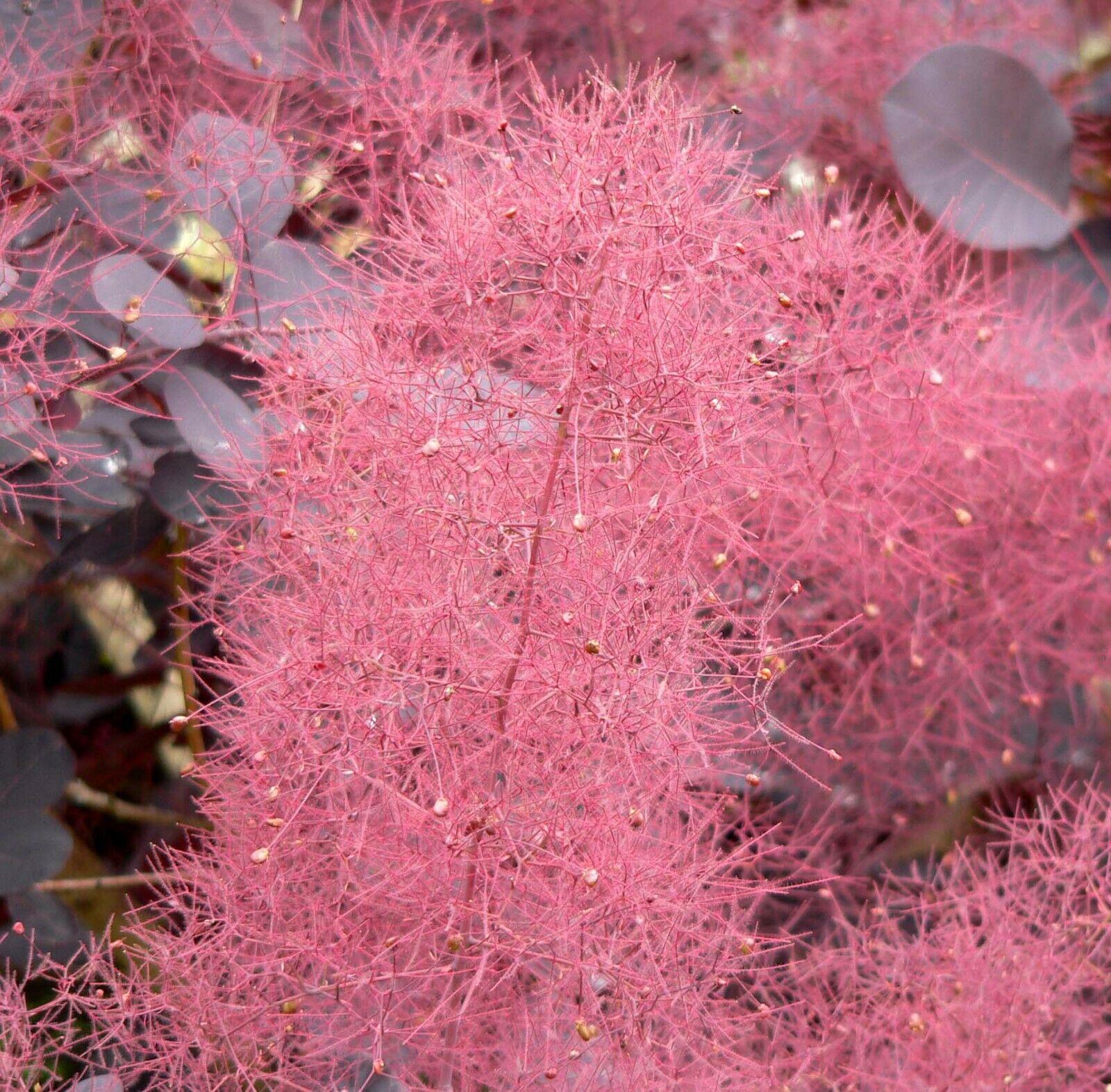 30 Purple Smoke Tree SeedS - Seed World