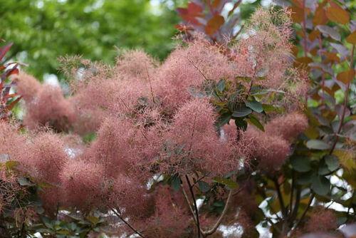 30 Purple Smoke Tree SeedS - Seed World