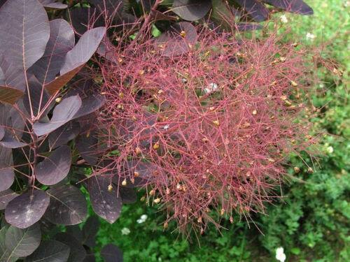 30 Purple Smoke Tree SeedS - Seed World