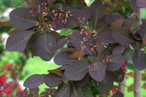 30 Purple Smoke Tree SeedS - Seed World