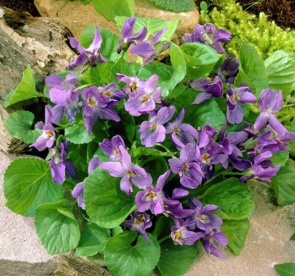 30 Queen Charlotte Viola Flower Seeds - Seed World