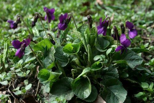 30 Queen Charlotte Viola Flower Seeds - Seed World