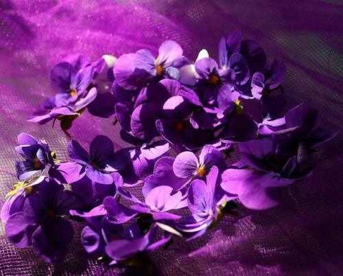 30 Queen Charlotte Viola Flower Seeds - Seed World