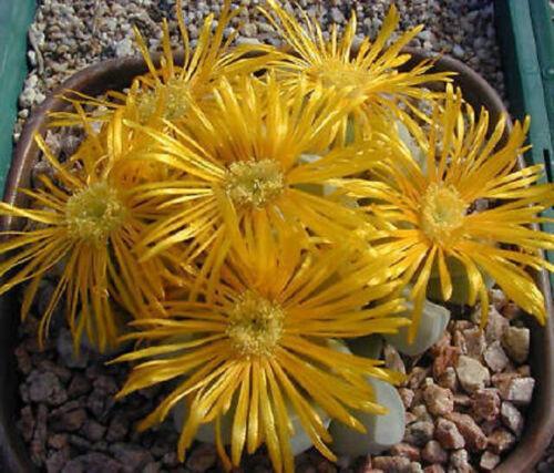30 Rare Lapidaria Margaretae Living Stone Exotic Seeds - Seed World