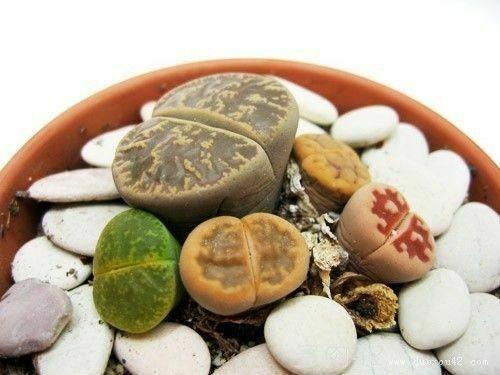 30 Rare Mix Lithops Seeds - Seed World