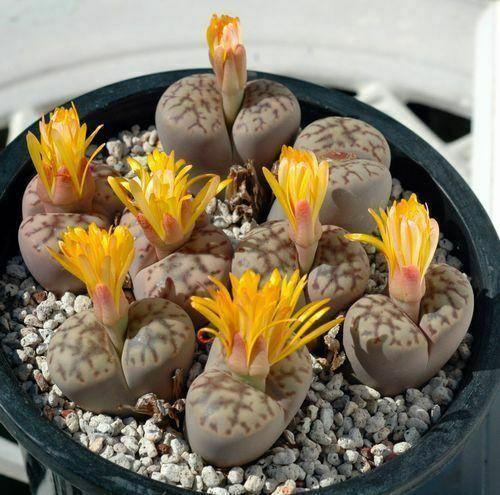 30 Rare Mix Lithops Seeds - Seed World