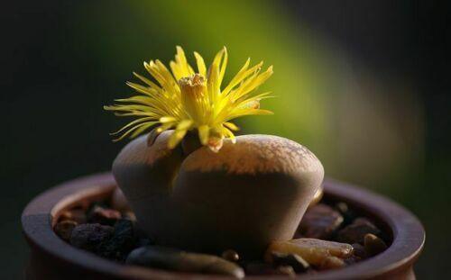 30 Rare Mix Lithops Seeds - Seed World
