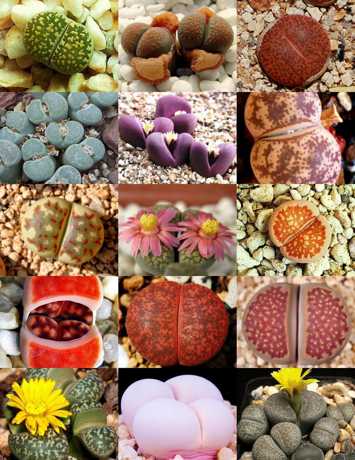30 Rare Mix Lithops Seeds - Seed World
