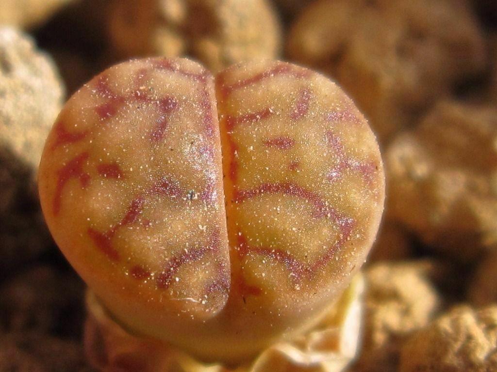 30 Rare Mix Lithops Seeds - Seed World