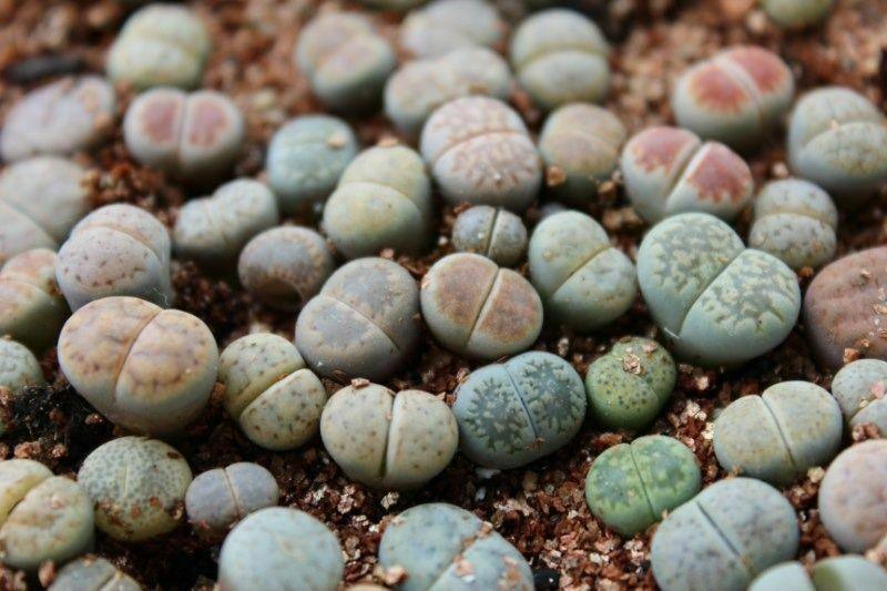30 Rare Mix Lithops Seeds - Seed World