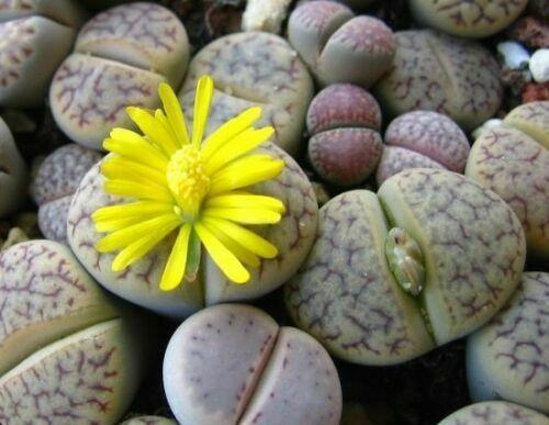 30 Rare Mix Lithops Seeds - Seed World