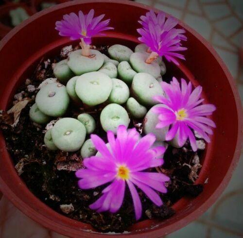 30 Rare Mix Lithops Seeds - Seed World