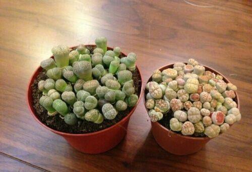 30 Rare Mix Lithops Seeds - Seed World