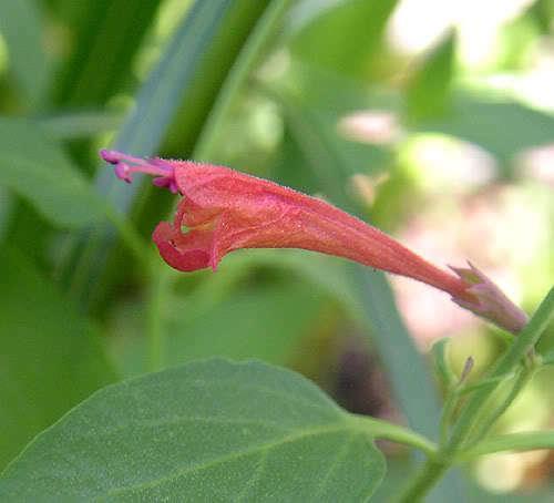 30 Red Agastache ‘Heather Queen’ Seeds - Seed World