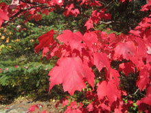 30 Red Maple Seeds - Seed World