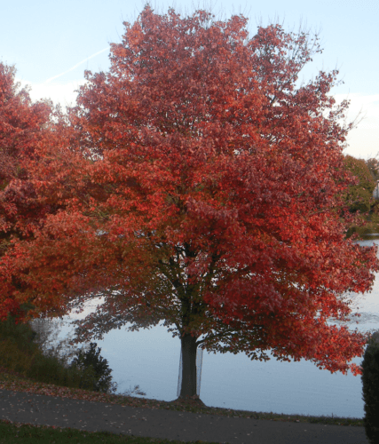 30 Red Maple Seeds - Seed World