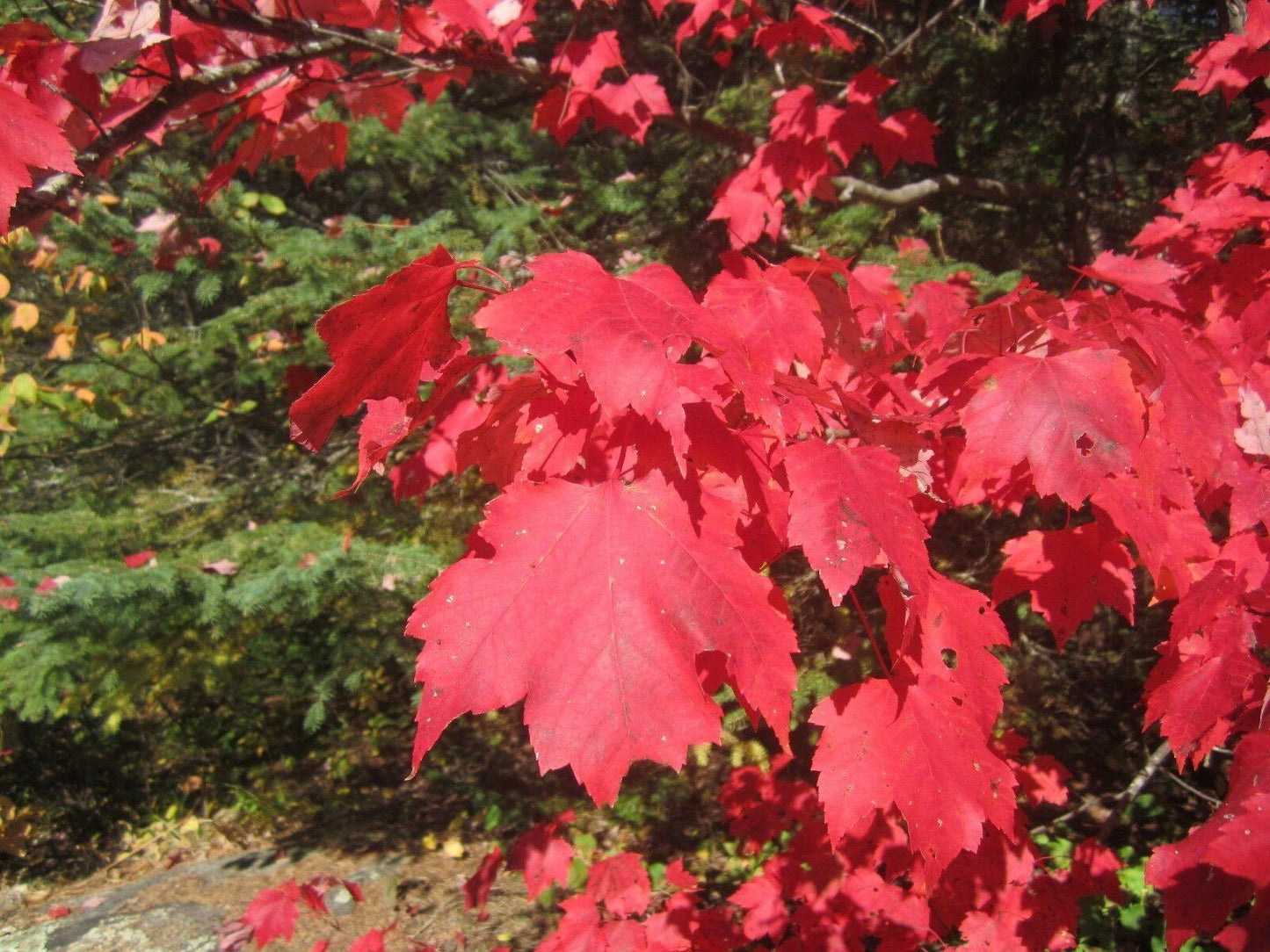 Red maple leaves with a blurred green background