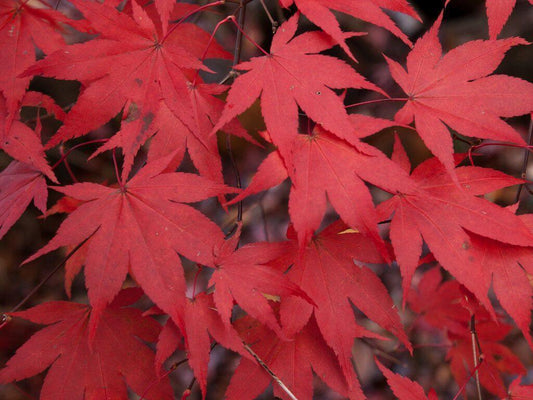 Close-up of vibrant red maple leaves against a dark background