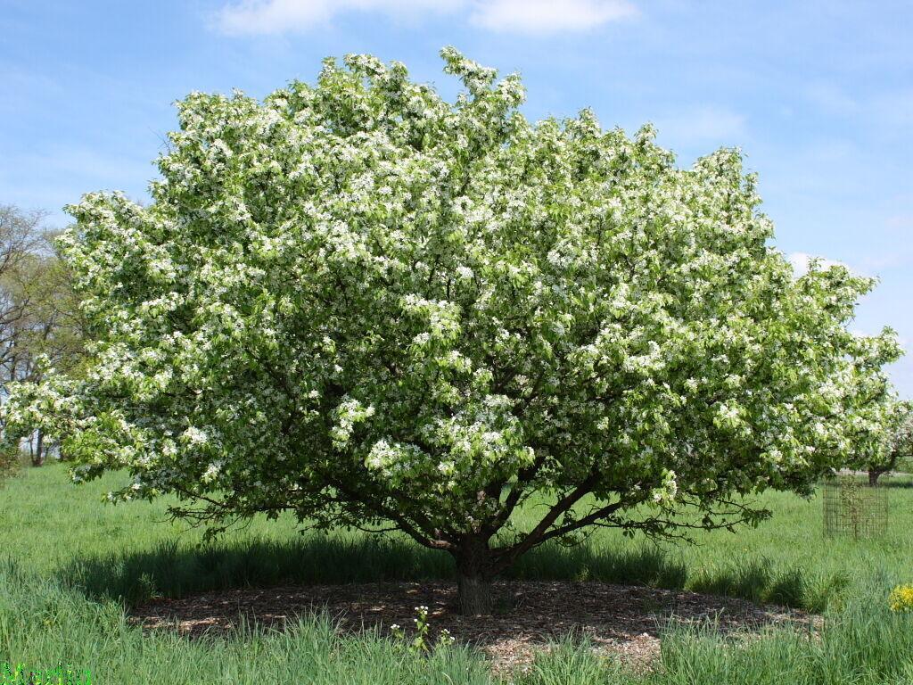 30 Siberian Crab Apple | Malus baccata Tree Seeds - Seed World