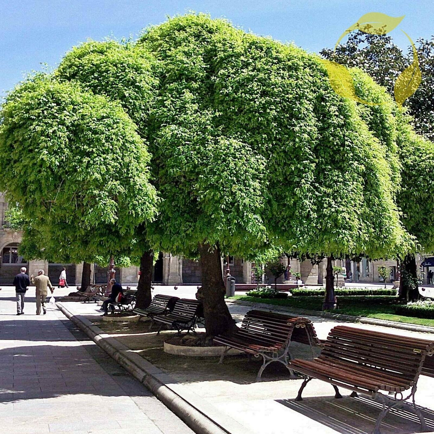 30 Sophora Japonica | Japanese Pagoda Tree Seeds - Seed World