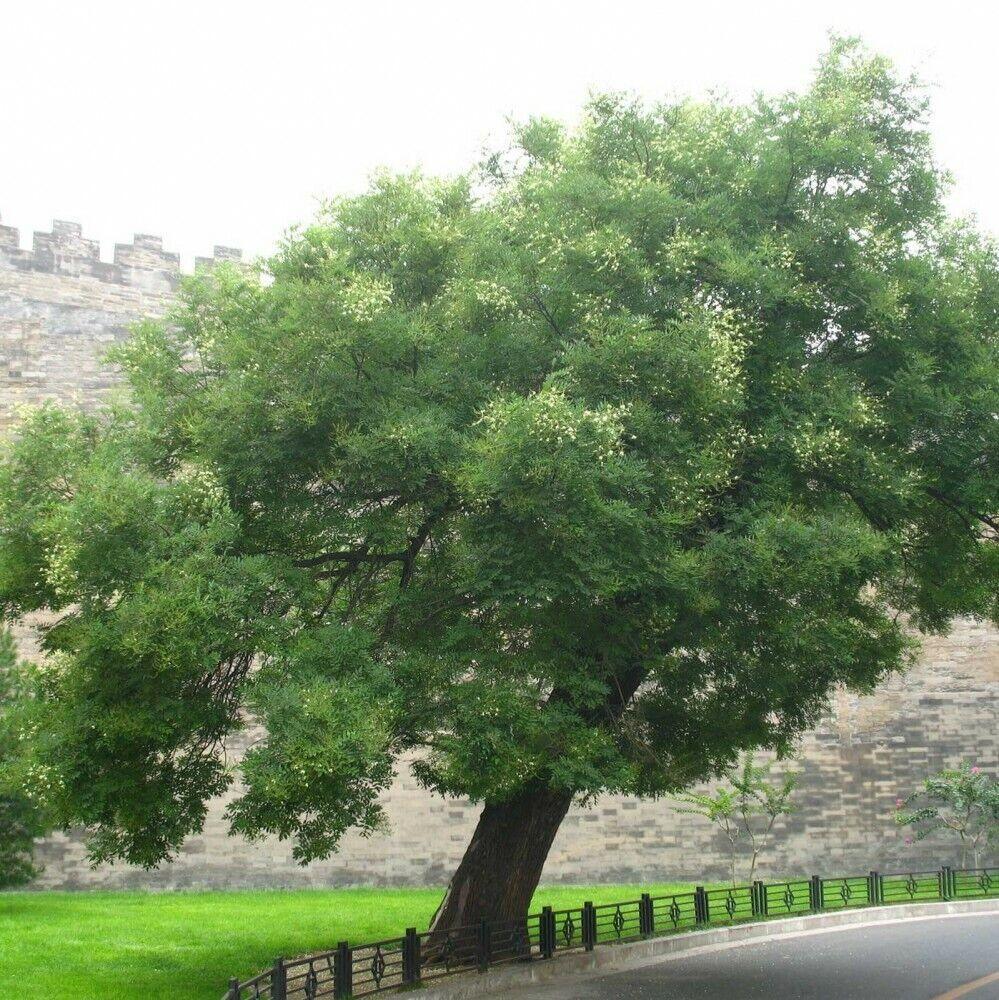 30 Sophora Japonica | Japanese Pagoda Tree Seeds - Seed World