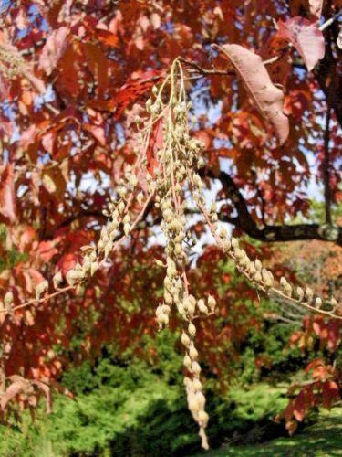 30 Sorrel Tree Seeds - Seed World