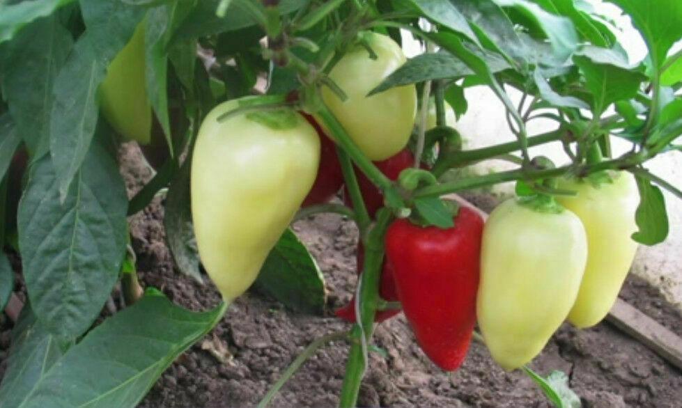 30 Sweet Bell Pepper White-Red Giant Seeds - Seed World
