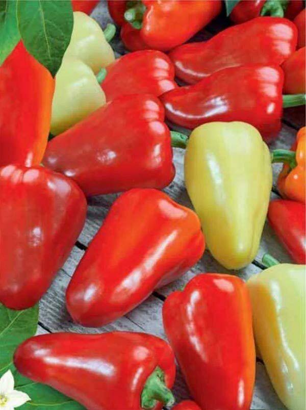 30 Sweet Bell Pepper White-Red Giant Seeds - Seed World