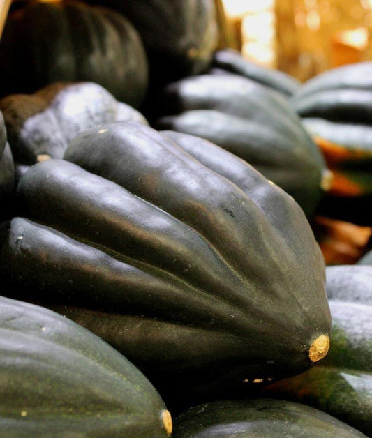 30 Table Queen Acorn Winter Squash Seeds - Seed World