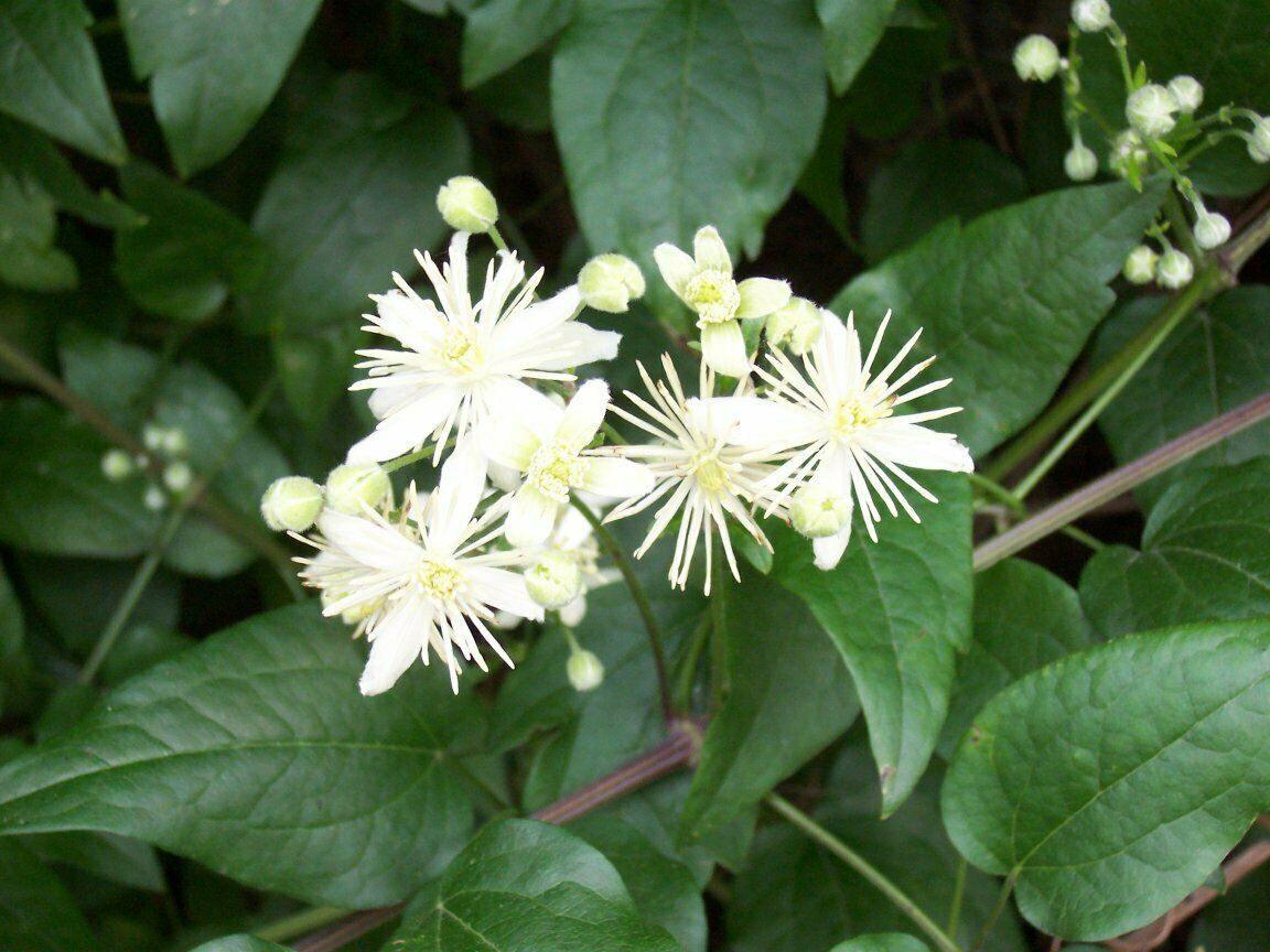 30 Traveller's Joy - Old Man's Bear (Clematis Vitalba) Seeds - Seed World