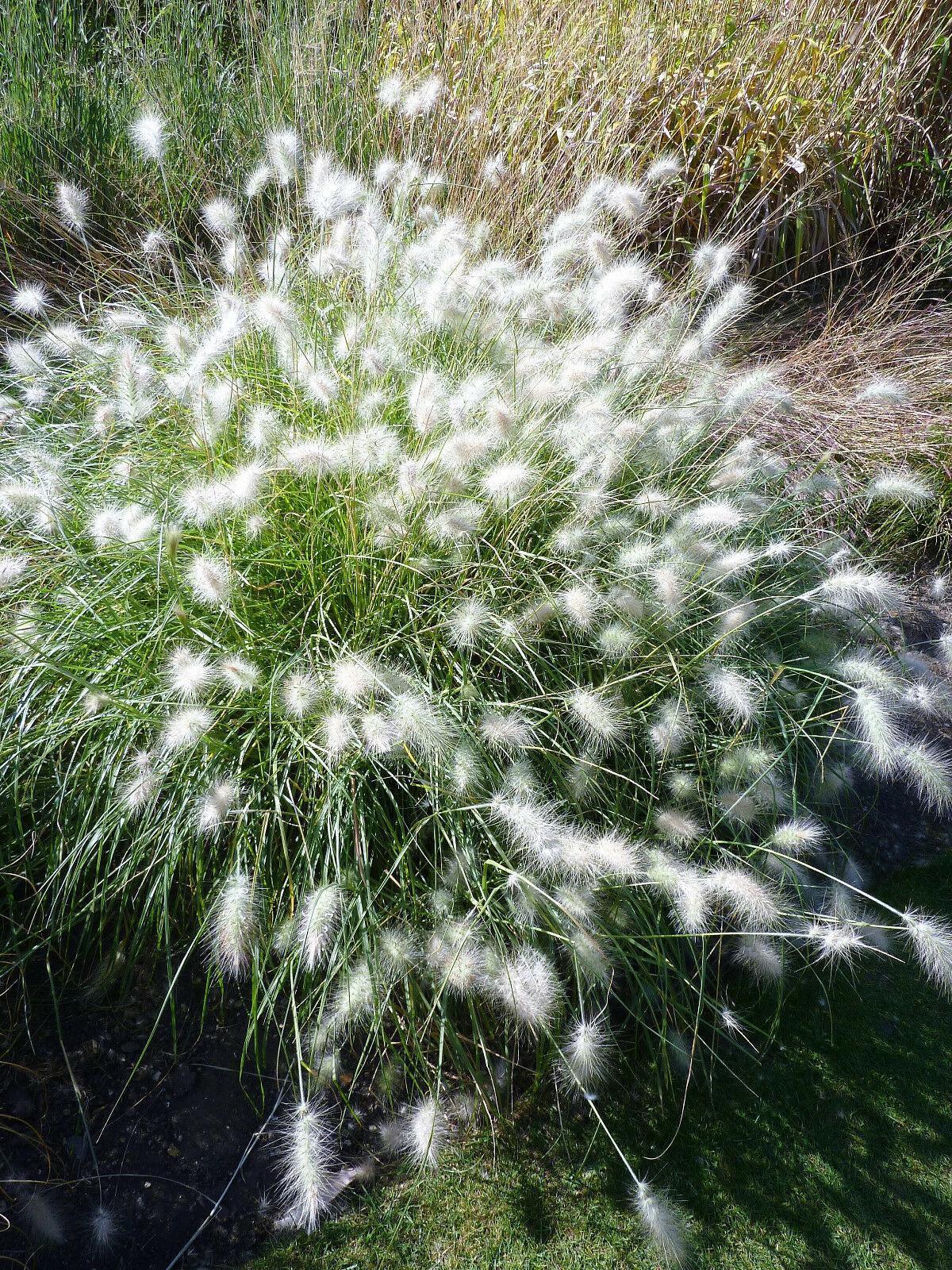 30 White Fountain Grass Seeds - Seed World