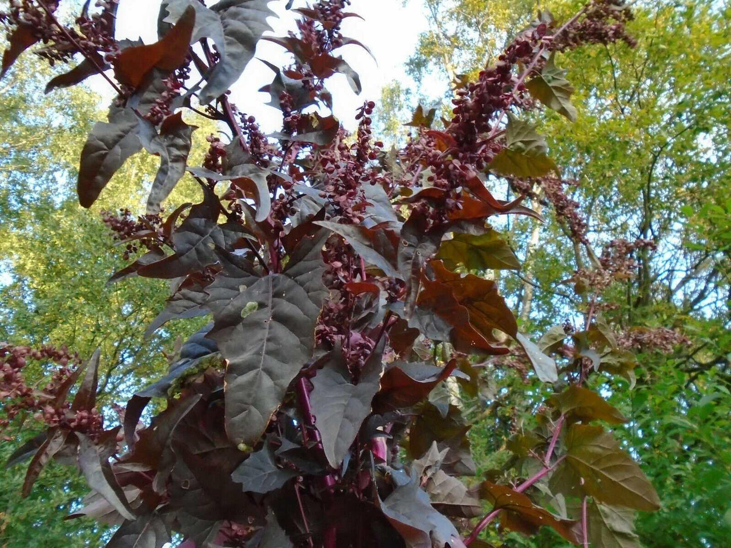 300 Bright Red Orach Seeds - French Spinach (Atriplex Hortensis) - Seed World