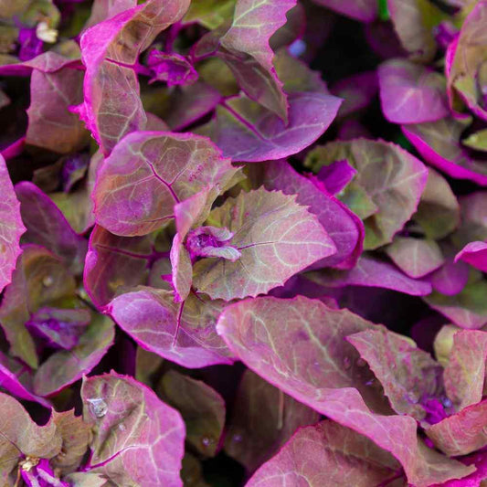 300 Bright Red Orach Seeds - French Spinach (Atriplex Hortensis) - Seed World