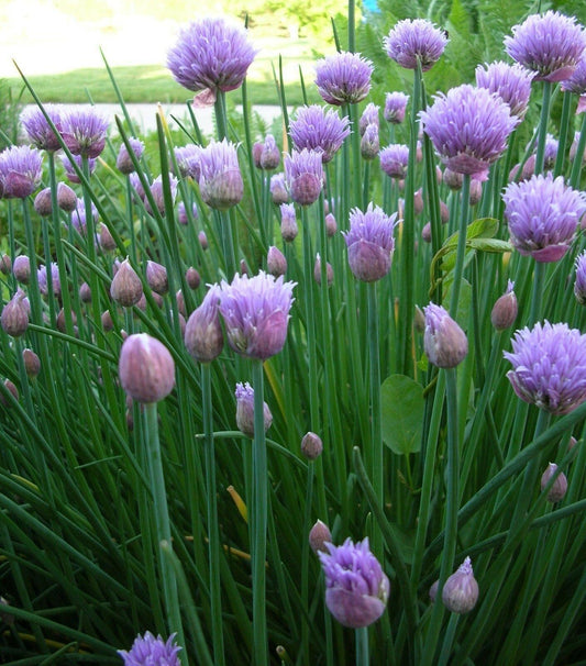 300 Chives Seeds - Seed World