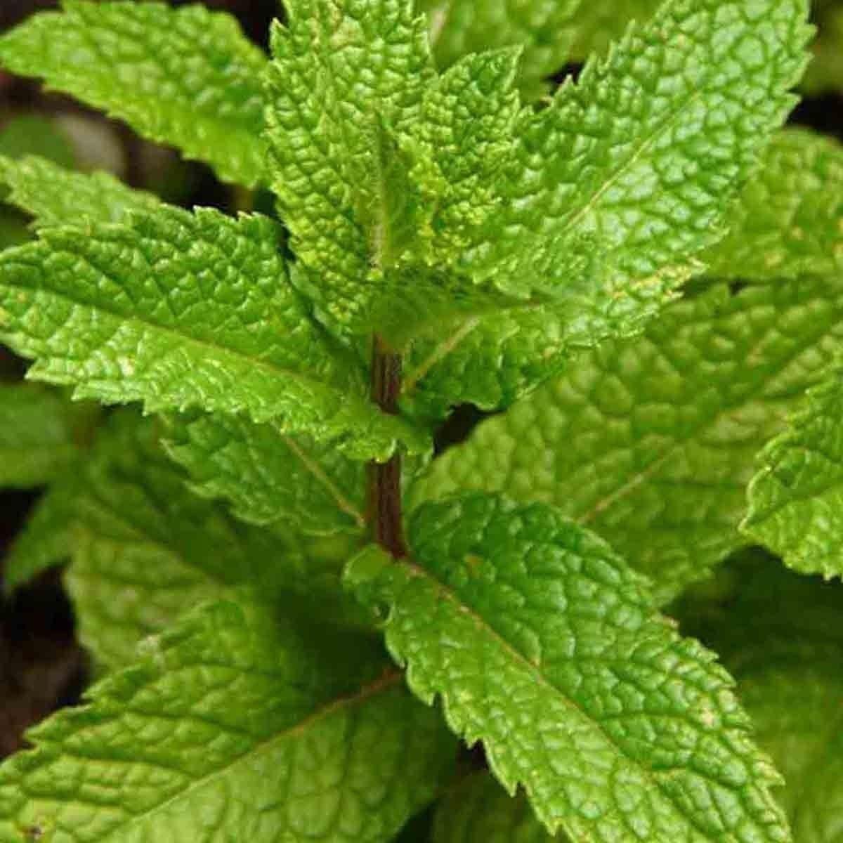 1000 Citronella Lemon Balm Seeds - Seed World