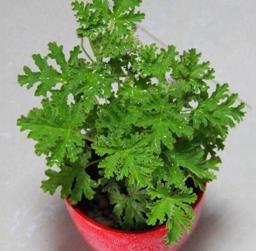 1000 Citronella Lemon Balm Seeds - Seed World