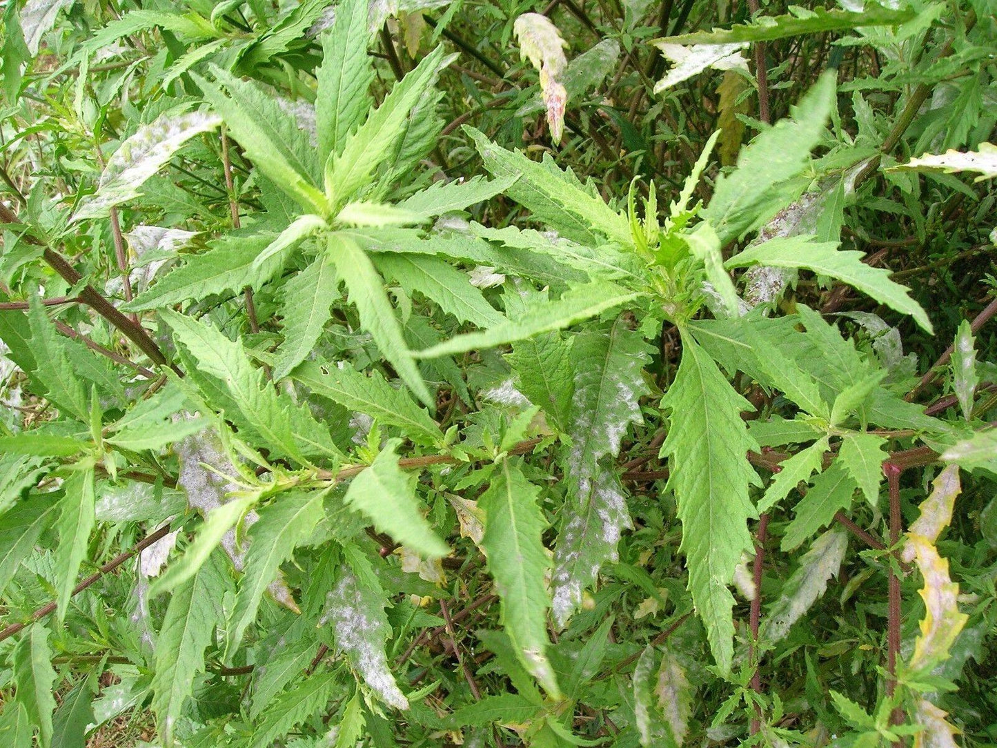 300 Epazote - Chenopodium Ambrosoides Herb Seeds - Seed World