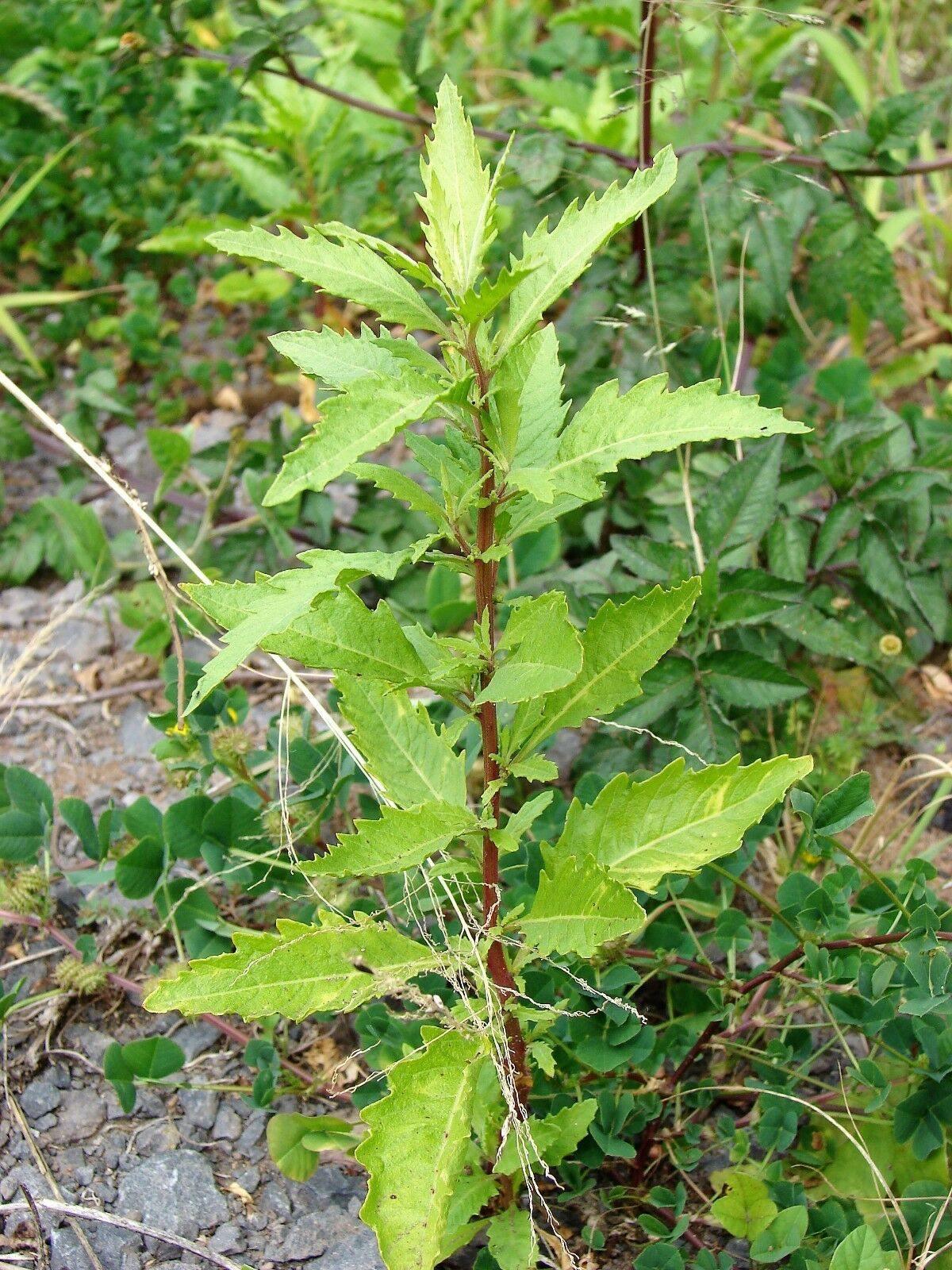 300 Epazote - Chenopodium Ambrosoides Herb Seeds - Seed World
