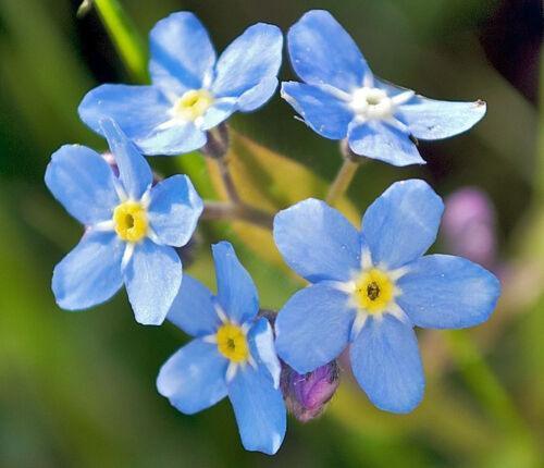 300 Forget Me Not Seeds - Blue - Seed World