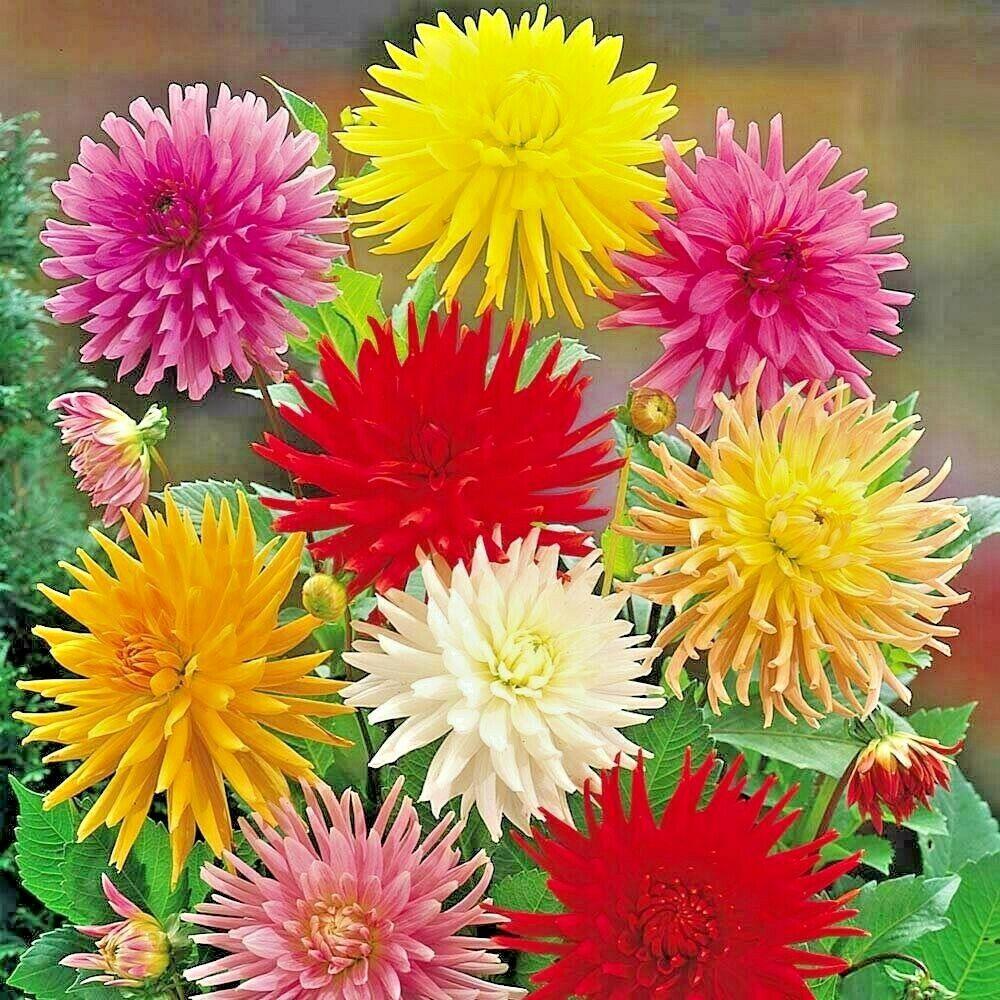 300 Giant Cactus Zinnia Mix Flower Seeds - Seed World