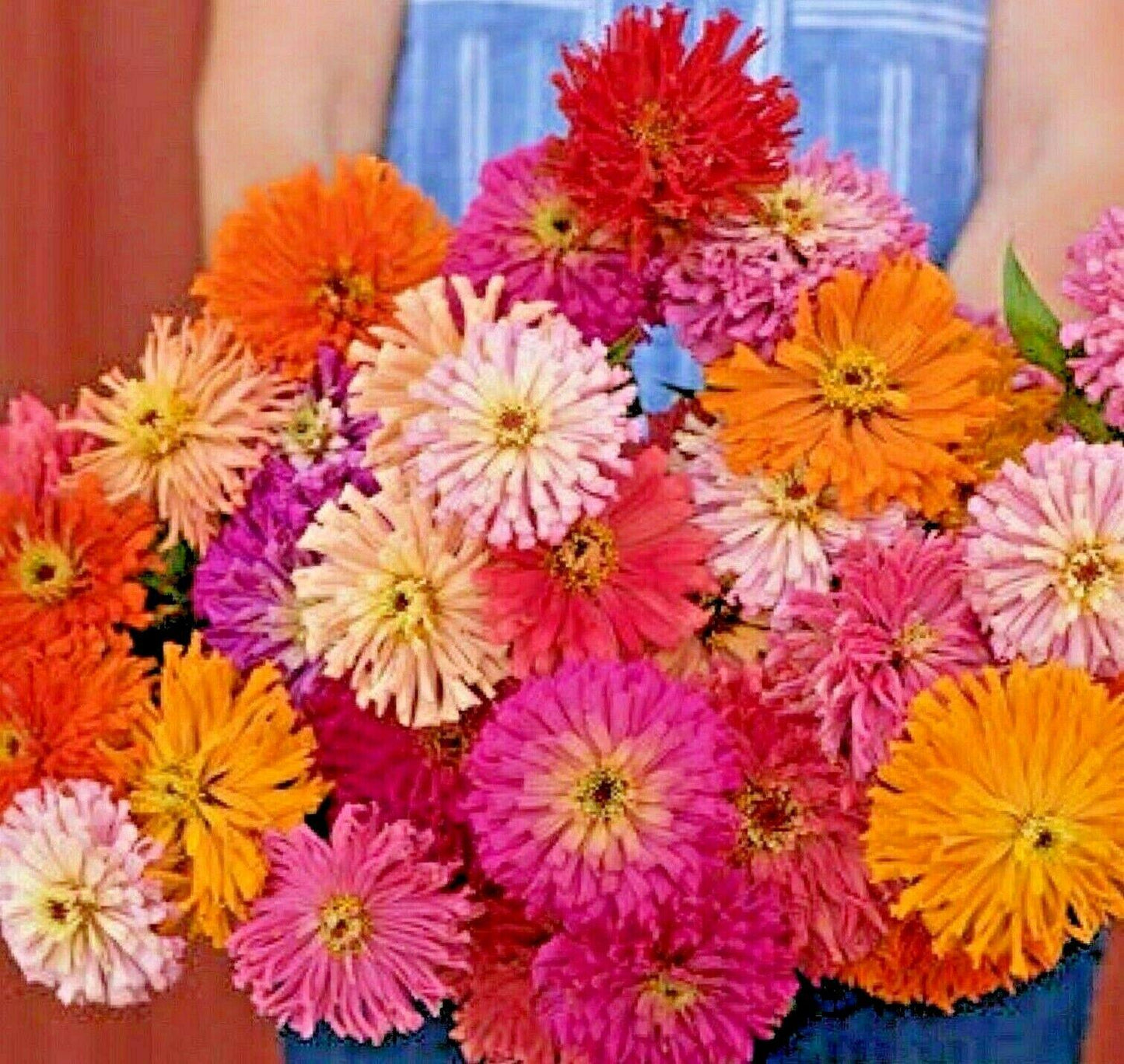 300 Giant Cactus Zinnia Mix Flower Seeds - Seed World