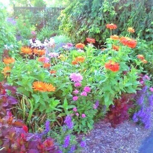 300 Giant Cactus Zinnia Mix Flower Seeds - Seed World